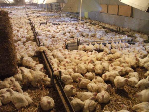 produkcja roślinna i drobiarska 15